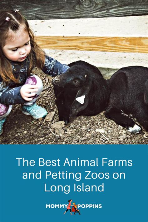 The Best Animal Farms and Petting Zoos on Long Island .